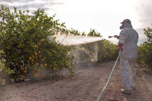 Best Commercial Pest Control Services  in Royse City, TX